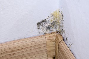 How to Stop Mold From Spreading